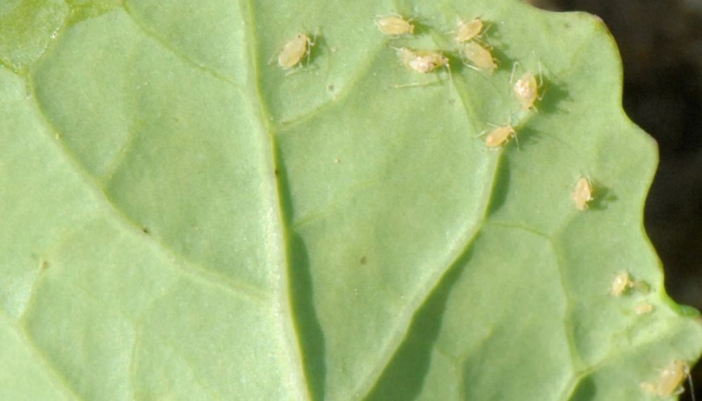 Peach-potato aphid on an oilseed rape leaf 